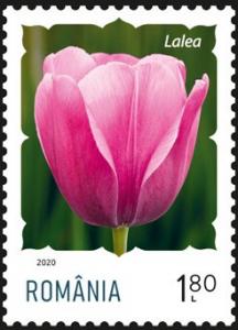 Colnect-6351-435-Tulip.jpg