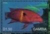 Colnect-4896-574-Wrasse.jpg