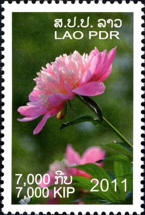 Colnect-3073-557-Peony.jpg