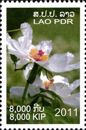 Colnect-3073-606-Peony.jpg