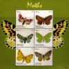 Colnect-5164-946-Moths.jpg