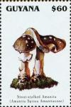 Colnect-3105-074-Amanita-spissa.jpg