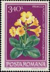 Colnect-5086-957-Primula-Primula-auricula-L-subsp-serratifolia.jpg