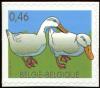 Colnect-5722-687-Domestic-Duck-Anas-platyrhynchos-domestica.jpg