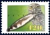 Colnect-6188-430-Burrowing-Owl-Athene-cunicularia-arubensis.jpg