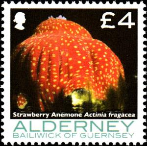 Colnect-5432-057-Strawberry-Anemone-Actinia-fragacea.jpg