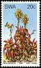 Colnect-5209-158-Aloe-pearsonii.jpg