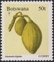 Colnect-1754-795-Baobab-Tree-Adansonia-digitata---Fruit.jpg