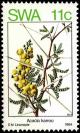 Colnect-5211-055-Acacia-karroo.jpg