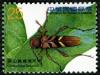 Colnect-1854-421-Long-horned-Beetle-Cyrtoclytus-kusamai.jpg