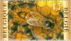 Colnect-187-259-Honey-Bee-Apis-mellifica.jpg