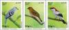 Colnect-4200-708-Brazilian-Birds---Traditional-Gum.jpg