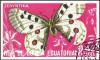 Colnect-4990-006-Festoon-Butterfly-Zerynthia-sp.jpg