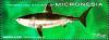 Colnect-5784-109-Basking-shark.jpg