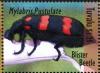 Colnect-6292-372-Blister-Beetle.jpg