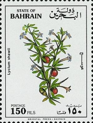 Colnect-1741-891-Arabian-Boxthorn-Lycium-shawii.jpg