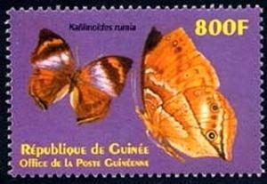 Colnect-2176-068-African-Leaf-Butterfly-Kallimoides-rumia.jpg