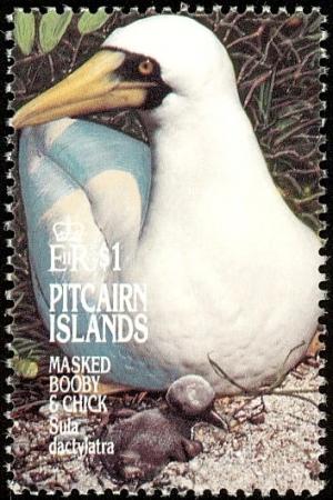 Colnect-2648-974-Masked-Booby-Sula-dactylatra.jpg