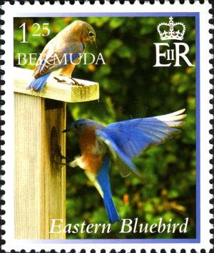 Colnect-2789-063-Eastern-Bluebird-Sialia-sialis.jpg