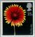 Colnect-122-494-North-American-Blanket-Flower---Gaillardia.jpg