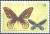 Colnect-3131-614-Queen-Alexandra-s-Birdwing-Ornithoptera-alexandrae.jpg