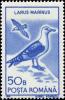 Colnect-4639-048-Great-Black-backed-Gull-Larus-marinus.jpg
