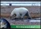 Colnect-2631-073-Polar-Bear-Ursus-maritimus.jpg