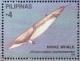 Colnect-4946-460-Minke-Whale-Balaenoptera-acutorostrata.jpg