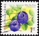 Colnect-6311-917-Blue-Pea-Vine.jpg
