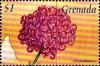 Colnect-4391-283-Chrysanthemum.jpg