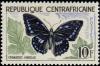 Colnect-504-969-Blue-spotted-Charaxes-Charaxes-ameliae.jpg