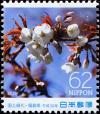 Colnect-5371-553-Japanese-Cherry-Prunus-serrulata.jpg