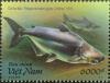 Colnect-6012-094-Mekong-Giant-Catfish-Pangasianodon-gigas.jpg