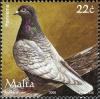 Colnect-657-639-Domestic-Pigeon-Columba-livia-forma-domestica.jpg