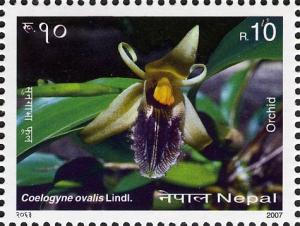 Colnect-551-389-Orchids---Coelogyne-ovalis-Lindl.jpg