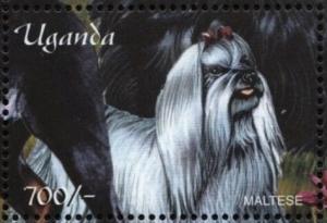 Colnect-6075-901-Maltese-Canis-lupus-familiaris.jpg