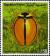 Colnect-960-970-Ladybird-Beetle-Cheilomenes-propinqua-vicina.jpg