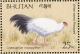 Colnect-1720-399-White-eared-Pheasant-Crossoptilon-crossoptilon-drouynii.jpg