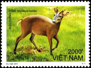 Colnect-5159-186-Barking-Deer-Muntiacus-muntjak.jpg