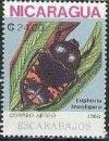 Colnect-1317-803-Beetle-Euphoria-lineoligera.jpg