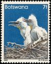 Colnect-597-741-Cattle-Egret-Bubulcus-ibis.jpg