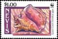 Colnect-1646-435-Queen-Conch-Eustrombus-gigas-from-rear.jpg