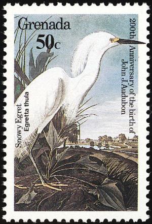 Colnect-1920-956-Snowy-Egret-Egretta-thula.jpg