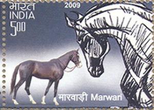 Colnect-545-429-Marwari-Equus-ferus-caballus.jpg