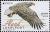Colnect-6078-045-White-Tailed-Eagle-Haliaeetus-albicilla.jpg