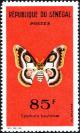 Colnect-5602-296-Moth-Epiphora-bauhiniae.jpg
