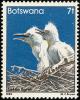 Colnect-597-741-Cattle-Egret-Bubulcus-ibis.jpg