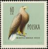 Colnect-2665-768-White-tailed-Eagle-Haliaeetus-albicilla.jpg