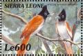 Colnect-3807-346-African-Paradise-Flycatcher-Terpsiphone-viridis.jpg