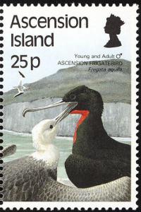 Colnect-1586-534-Ascension-Frigatebird-Fregata-aquila-Adult-feeding-Juveni.jpg